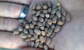 perennial peanut seeds