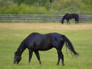 horses-grazing-1-test